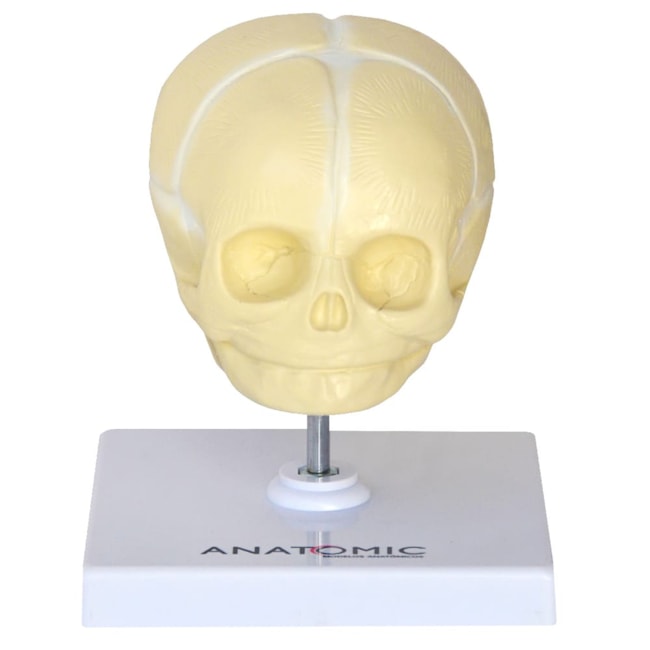 Crânio Fetal-cf1e7d86-8c60-43da-a70c-c74fe071d476