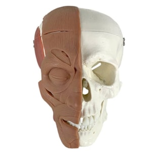 Crânio Humano Anatômico com Musculatura Facial