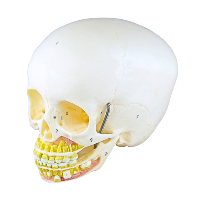 Crânio Infantil com Mandíbula Aberta 2 Partes-1e74ad4d-9272-4326-8f50-a539c5b9a9f5