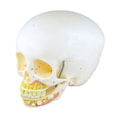 Crânio Infantil com Mandíbula Aberta 2 Partes-9b32c310-789e-4f9c-98d6-9bd47d81a8a4