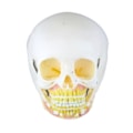 Crânio Infantil com Mandíbula Aberta 2 Partes-cd25dbe8-4602-4969-bad3-c04ce26c378d