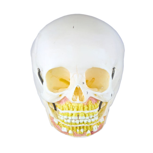 Crânio Infantil com Mandíbula Aberta 2 Partes-6ecf0018-f57b-48fc-9722-3886c3b4859f