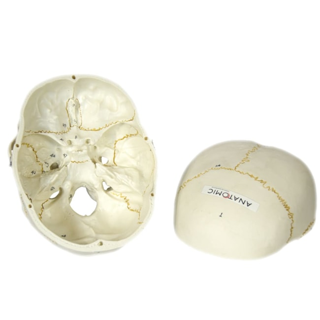 Crânio Numerado 2 Partes-2edb4e82-9ae6-48ca-8931-124d239b3473