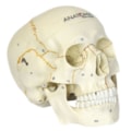 Crânio Numerado 2 Partes-0305db2f-8de0-4203-ab42-0ceb329f6ee4