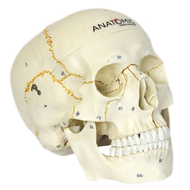 Crânio Numerado 2 Partes-3a18285c-de69-4259-a8ad-1bcb8c0ebc60