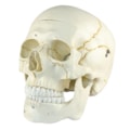Crânio Numerado 2 Partes-34d8c566-394a-4224-96f0-74bf11a83af0
