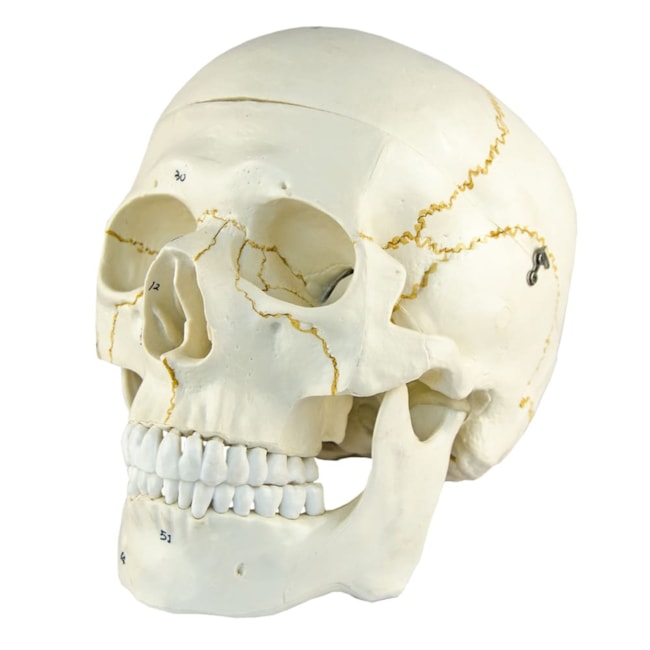 Crânio Numerado 2 Partes-737ad8e1-fc35-41ee-bd93-d828da212c67