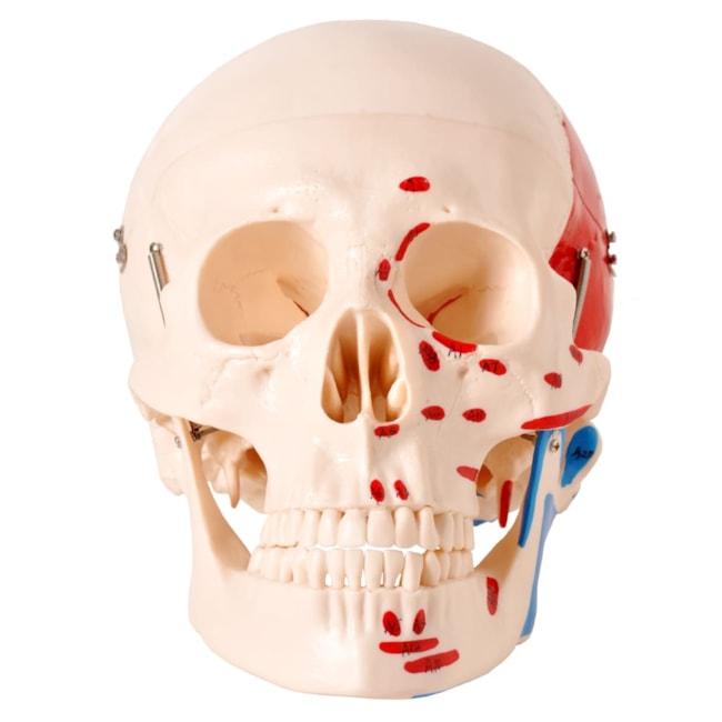 Crânio Numerado Com Origens e Inserções Musculares 2 Partes-3002bd73-3865-4b08-b02c-d25f47ca807a