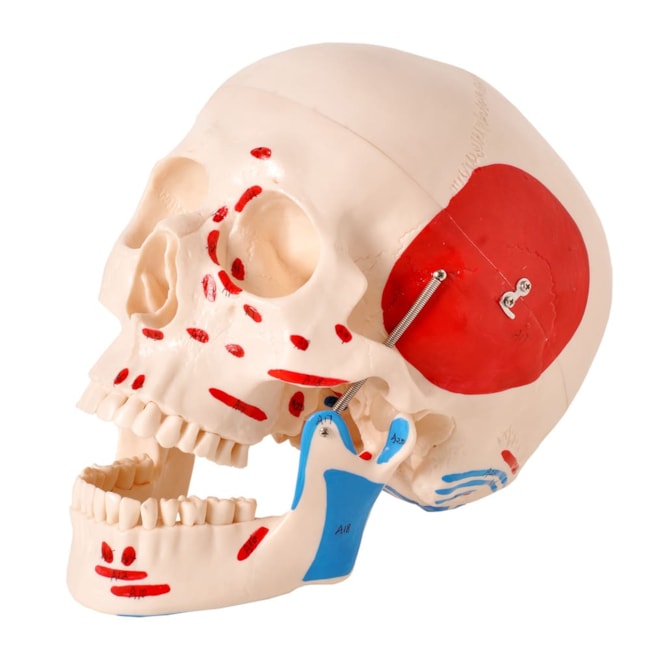 Crânio Numerado Com Origens e Inserções Musculares 5 Partes-e52a31ce-94c2-4a6d-8305-c23ac47632fa
