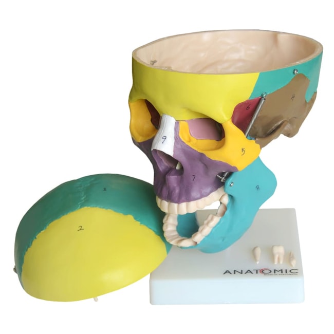 Crânio Para Estudo Colorido 5 Partes-dda12d44-a943-41b2-b3ac-02e4123806a7