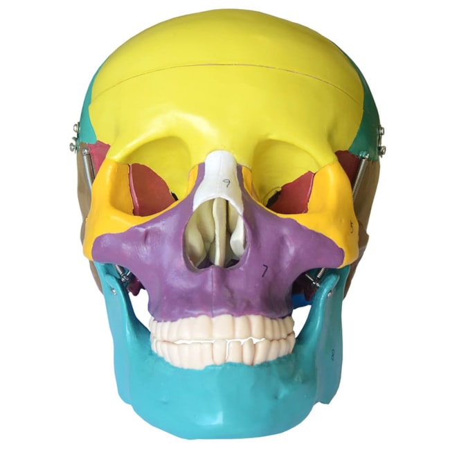 Crânio Para Estudo Colorido 5 Partes-87643bc2-44fa-4915-afe4-7f564753a3c5