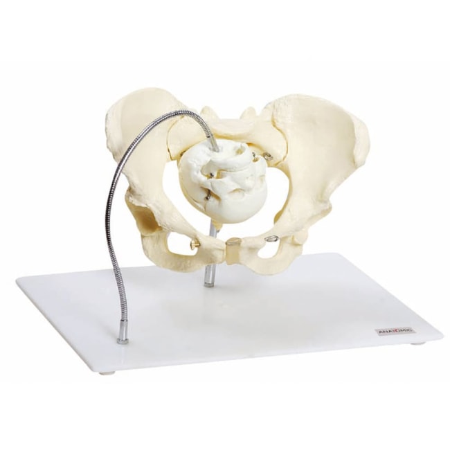 Demonstração da Pélvis No Momento Do Parto-777e8841-ba5c-4624-bd1f-848ec7a0680c