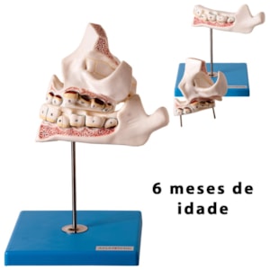 Desenvolvimento da Dentição 4 Partes