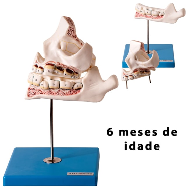 Desenvolvimento da Dentição 4 Partes-f065239d-e881-451d-8c94-cb97617dbcb6