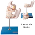 Desenvolvimento da Dentição 4 Partes-1724adcd-06b0-4489-8a1c-7a8dd0f31af8