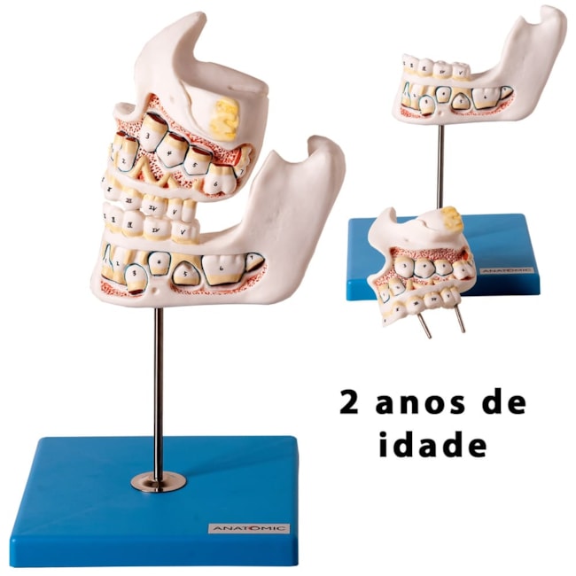 Desenvolvimento da Dentição 4 Partes-fa4bf309-6f4e-4468-b0a7-ff648507c00f