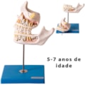Desenvolvimento da Dentição 4 Partes-0eee4700-9755-4849-9541-425c5bd6170e