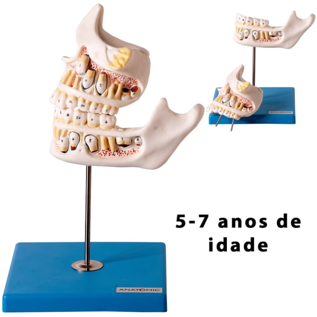 Desenvolvimento da Dentição 4 Partes-25a5b550-61be-4a43-b3cb-0c41e958f7f1