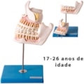 Desenvolvimento da Dentição 4 Partes-c03d4083-ad78-4c22-846f-fef13ea6280f