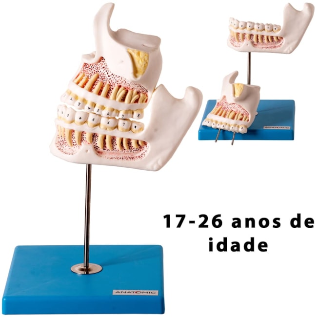 Desenvolvimento da Dentição 4 Partes-556d9714-42a6-4bf0-bc92-73bdcbb23302