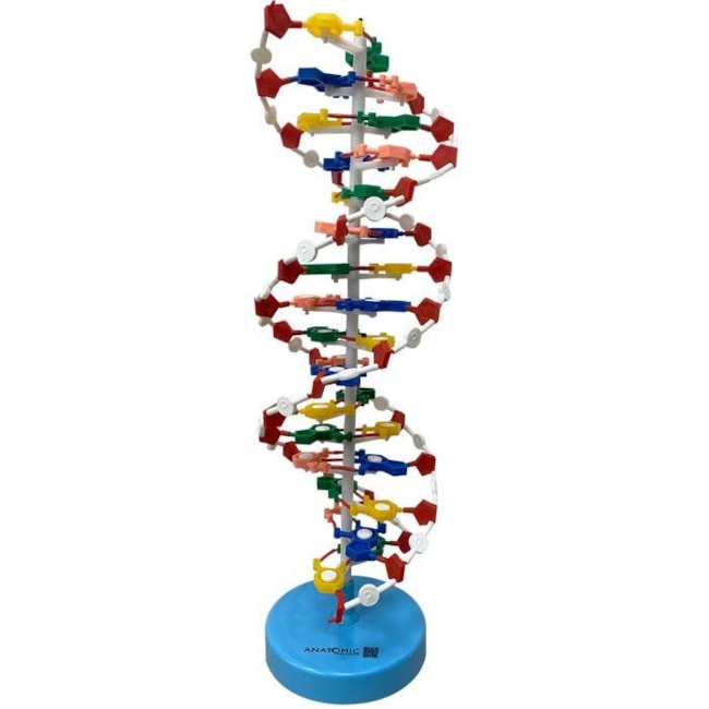 Dupla Hélice de DNA-9cff6e8f-5bbe-484e-a220-1c7394291103