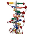 Dupla Hélice de DNA-f181c74e-9b4b-4e9f-883a-5348ee6d73b0