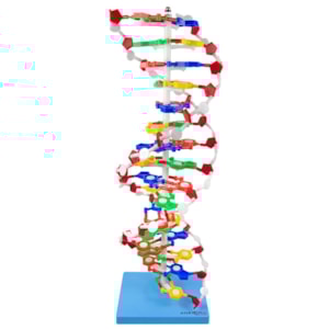 Dupla Hélice de DNA