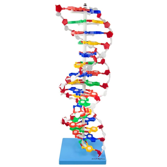 Dupla Hélice de DNA-9239e216-573e-4736-b620-08d94847ace0