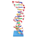 Dupla Hélice de DNA-bb91d4f4-e147-4df3-9bd1-24bfeb3b6fdb