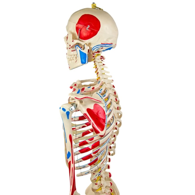 Esqueleto 168 cm Articulado Com Inserções Musculares Suporte e Base com Rodas-320a58e7-8c94-4188-8dca-a4cf6d3975e2