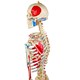Esqueleto 168 cm Articulado Com Inserções Musculares Suporte e Base com Rodas
