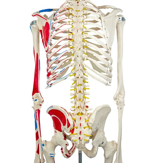 Esqueleto de 85 cm, Articulado, com Inserções Musculares, c/Base
