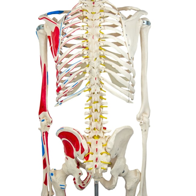 Esqueleto 168 cm Articulado Com Inserções Musculares Suporte e Base com Rodas-84e1b14c-b358-402c-81a7-2c6ccdf36224