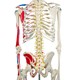Esqueleto 168 cm Articulado Com Inserções Musculares Suporte e Base com Rodas