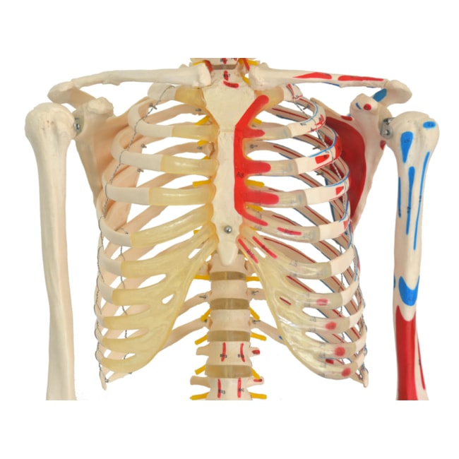 Esqueleto 168 cm Articulado Com Inserções Musculares Suporte e Base com Rodas-255bc71a-a52d-47ba-aab8-57e0e16eb6d3