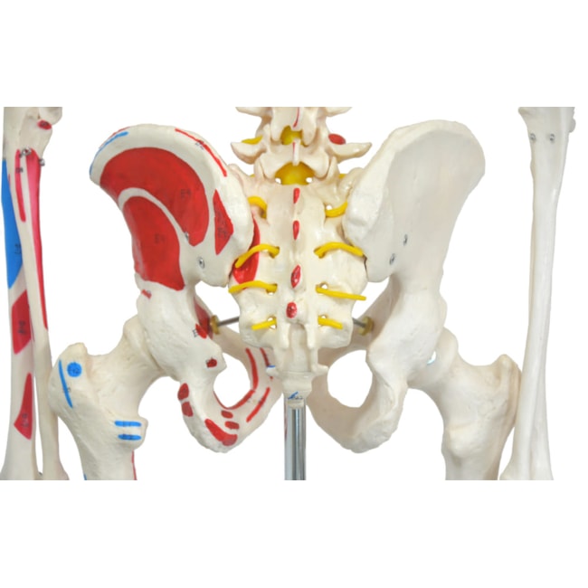 Esqueleto 168 cm Articulado Com Inserções Musculares Suporte e Base com Rodas-e0c2e80c-fb28-40c9-b876-70ff97127f79