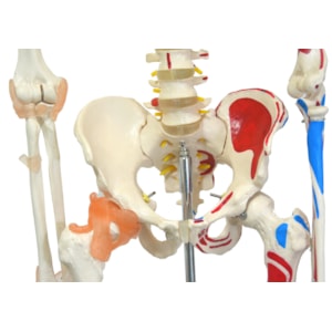Esqueleto 168 cm Com Ligamentos e Inserções Musculares Com Suporte e Base com Rodas