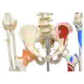 Esqueleto 168 cm Com Ligamentos e Inserções Musculares Com Suporte e Base com Rodas-c812856f-b4fa-46af-93da-6ee982987e19