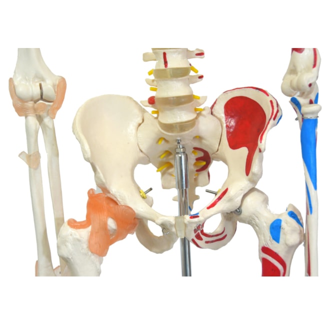 Esqueleto 168 cm Com Ligamentos e Inserções Musculares Com Suporte e Base com Rodas-4a9248ae-2576-43fc-9d23-067527b3e2e1