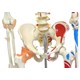 Esqueleto 168 cm Com Ligamentos e Inserções Musculares Com Suporte e Base com Rodas