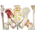 Esqueleto 168 cm Com Ligamentos e Inserções Musculares Com Suporte e Base com Rodas-6b6d3117-01ba-4620-91dc-2aa7ef848c2e