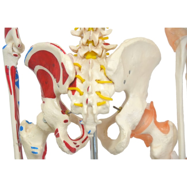 Esqueleto 168 cm Com Ligamentos e Inserções Musculares Com Suporte e Base com Rodas-9024dcf1-05b3-48f8-aa03-1c791589f8e5