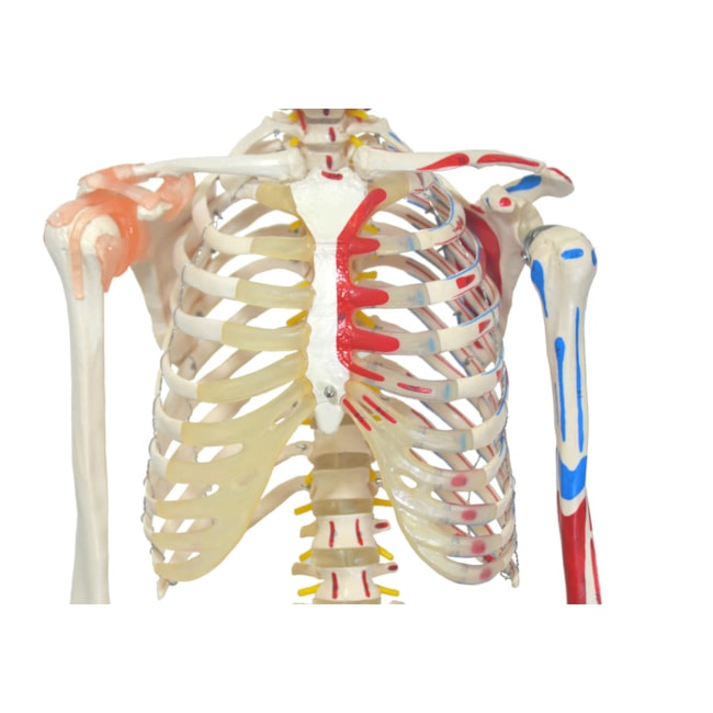 Esqueleto 168 cm Com Ligamentos e Inserções Musculares Com Suporte e Base com Rodas-469ac499-7983-4956-b842-d18e3ca5e1ec