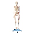 Esqueleto 168 cm Com Ligamentos e Inserções Musculares Com Suporte e Base com Rodas-dbd66269-ca20-47ba-874a-8c08ee10d023