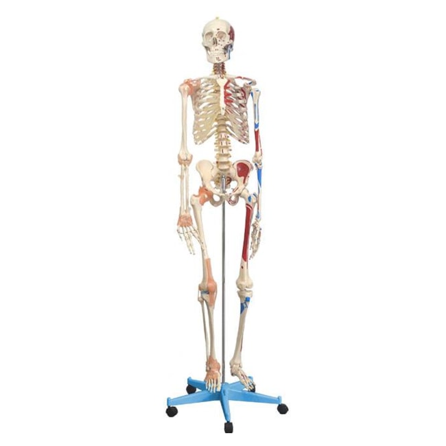 Esqueleto 168 cm Com Ligamentos e Inserções Musculares Com Suporte e Base com Rodas-6c1fab8c-8e0d-408f-a97a-fd83bc5ce1fd