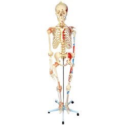 Esqueleto 168 cm Com Ligamentos e Inserções Musculares Com Suporte e Base com Rodas