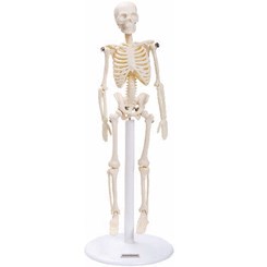 Esqueleto 20 cm