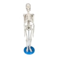 Esqueleto 45 cm-0d7a0a74-7471-47ed-bf9f-fb1115f805c1