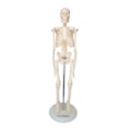 Esqueleto 45 cm-ec936828-4524-4b17-b628-20e98d841221