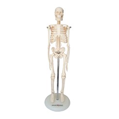 Esqueleto 45 cm